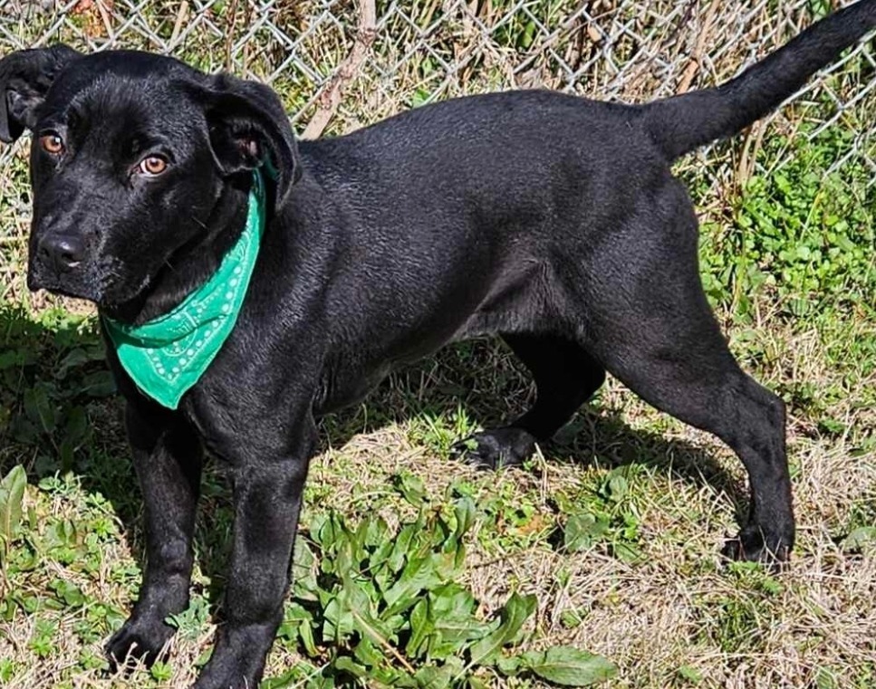 Louie, an adoptable Labrador Retriever, Terrier in El Dorado, AR, 71730 | Photo Image 2