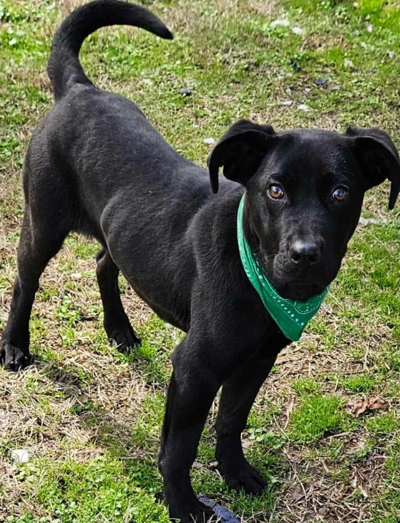 Louie, an adoptable Labrador Retriever, Terrier in El Dorado, AR, 71730 | Photo Image 3