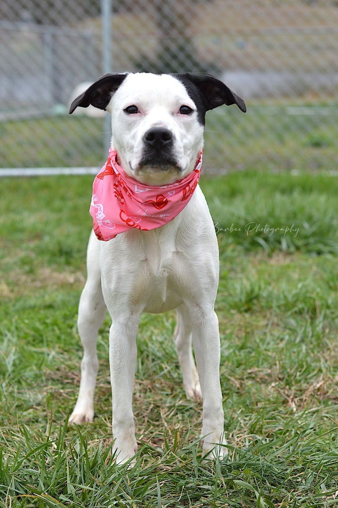 Izzy - Adoptable 1