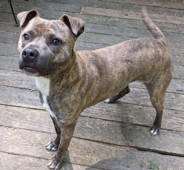 Dog for adoption Frannie, a Pit Bull Terrier Mix in Cary, NC Petfinder