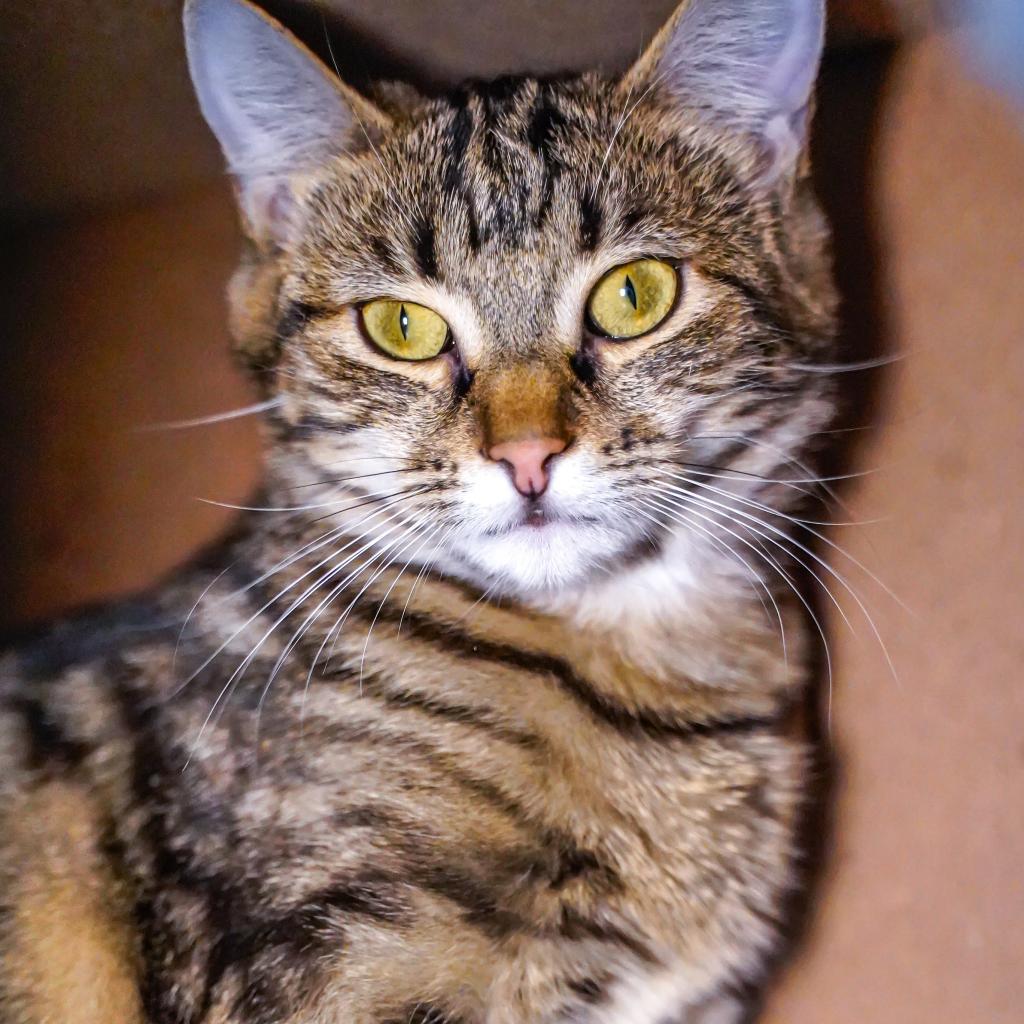 Crabapple, an adoptable Domestic Short Hair in Thomaston, ME, 04861 | Photo Image 1