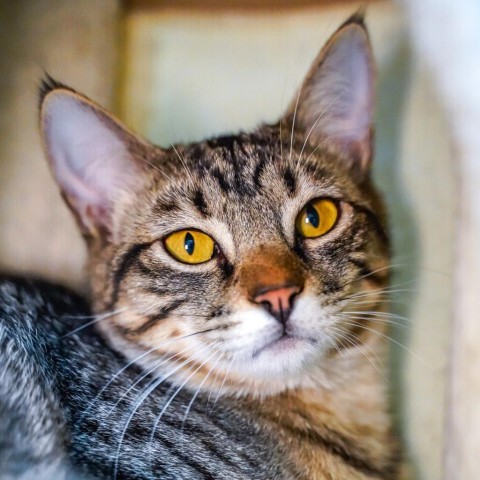 Fred Astaire, an adoptable Domestic Short Hair in Thomaston, ME, 04861 | Photo Image 1