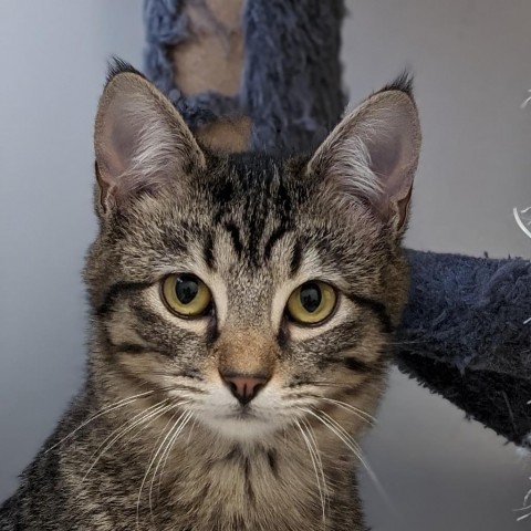 Fred Astaire, an adoptable Domestic Short Hair in Thomaston, ME, 04861 | Photo Image 2