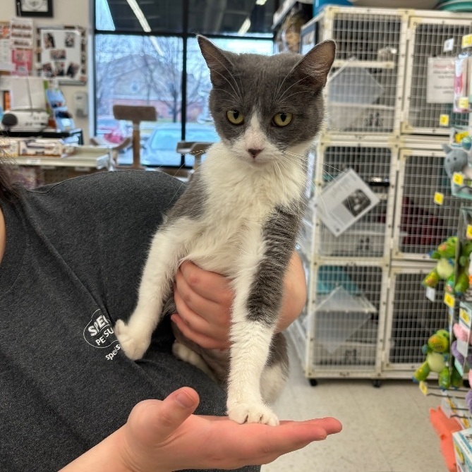 Cat for adoption La Quinta a Domestic Short Hair in Greenwood