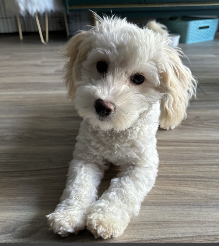 Petfinder bichon hot sale