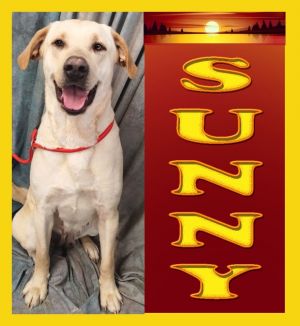 Sunny
