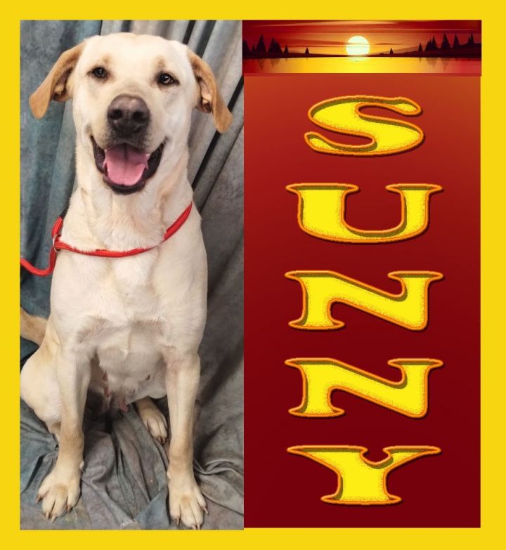 Sunny 1