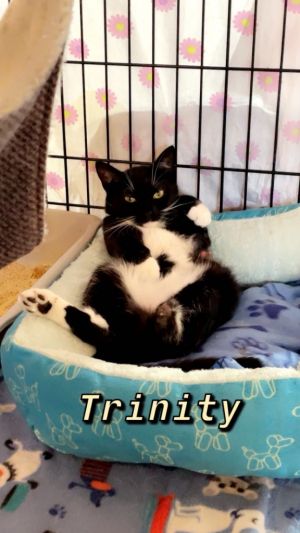 Trinity Domestic Short Hair Cat
