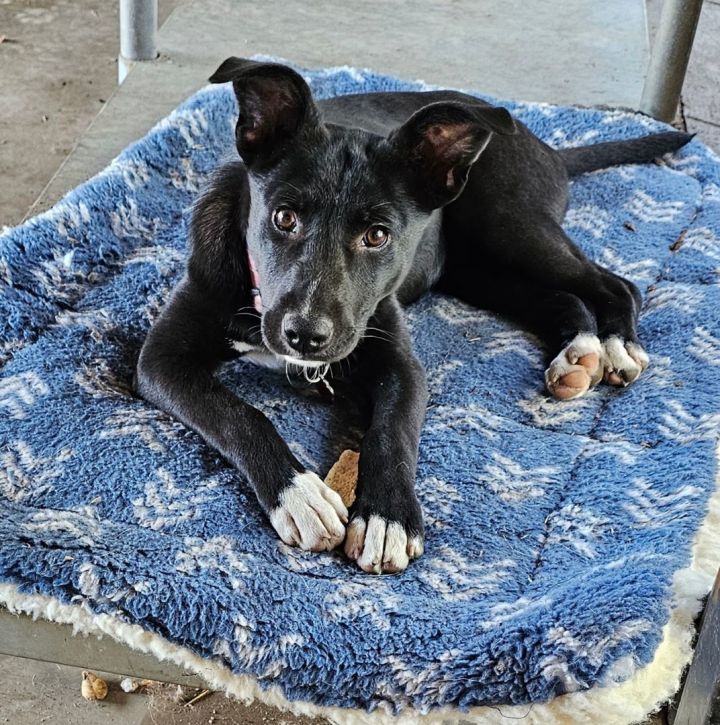 Basenji best sale border collie