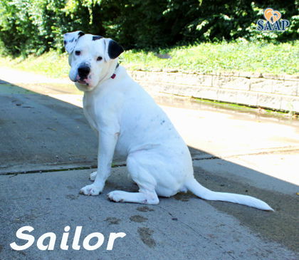 Sailor 3