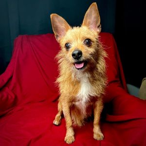 Petfinder small best sale dogs near me