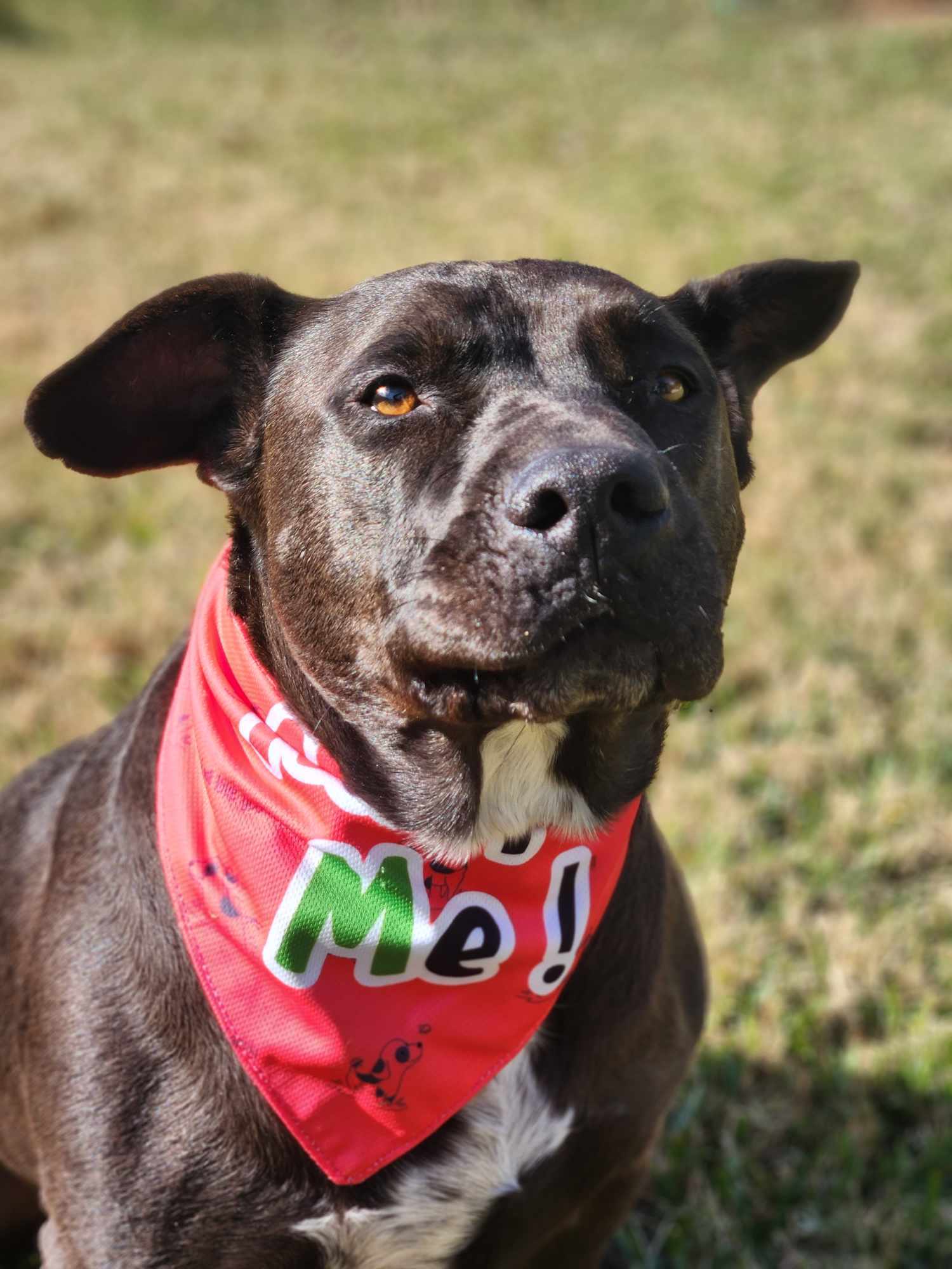 Mocha 2.0, an adoptable American Staffordshire Terrier in Arlee, MT, 59821 | Photo Image 1