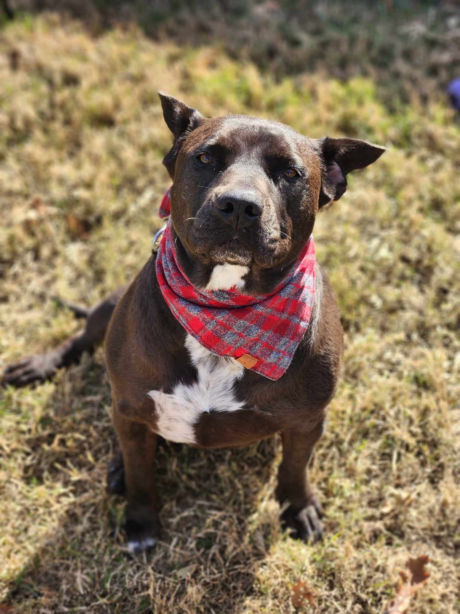 Mocha 2.0, an adoptable American Staffordshire Terrier in Arlee, MT, 59821 | Photo Image 2