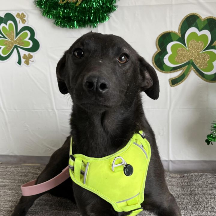 Dog for adoption Sunny a McNab Labrador Retriever Mix in