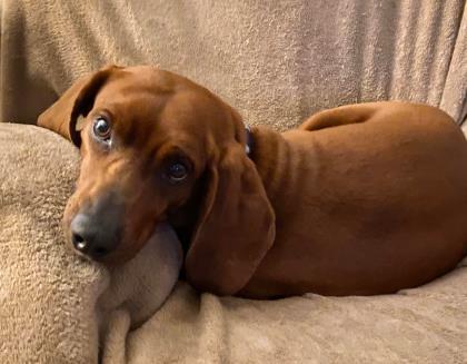 Finch, an adoptable Coonhound, Mixed Breed in Pekin, IL, 61554 | Photo Image 1