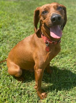 Finch, an adoptable Coonhound, Mixed Breed in Pekin, IL, 61554 | Photo Image 2