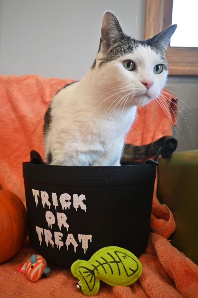 KitKat
