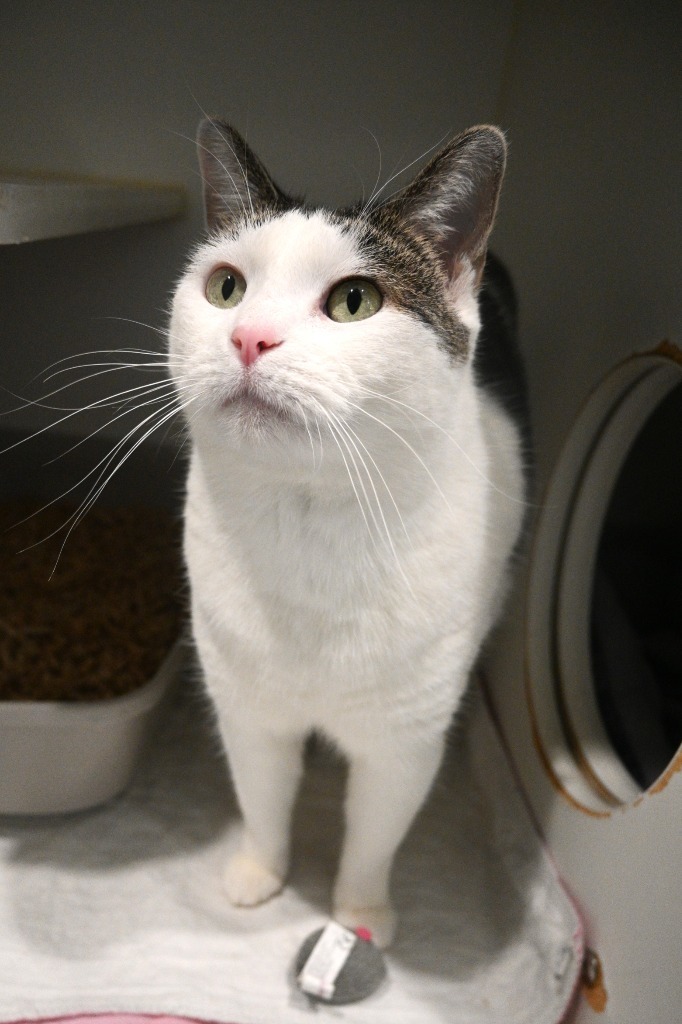 KitKat, an adoptable Domestic Short Hair in Ashland, WI, 54806 | Photo Image 1