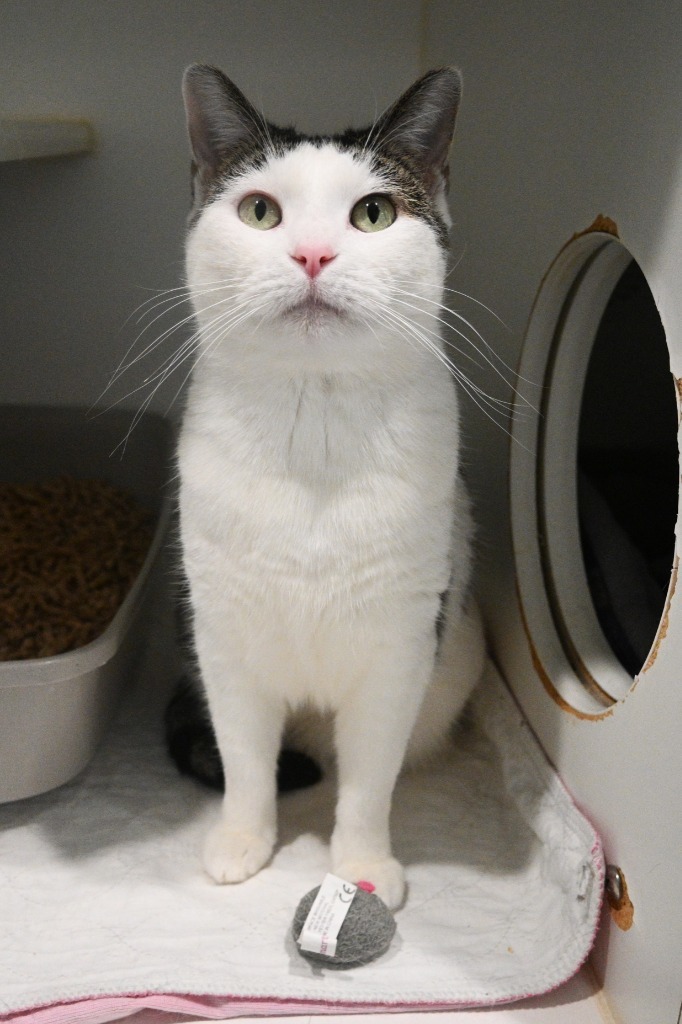 KitKat, an adoptable Domestic Short Hair in Ashland, WI, 54806 | Photo Image 3