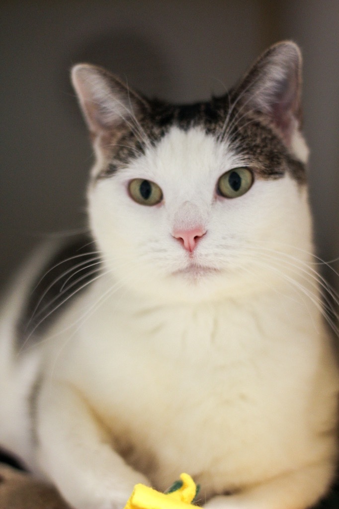 KitKat, an adoptable Domestic Short Hair in Ashland, WI, 54806 | Photo Image 5