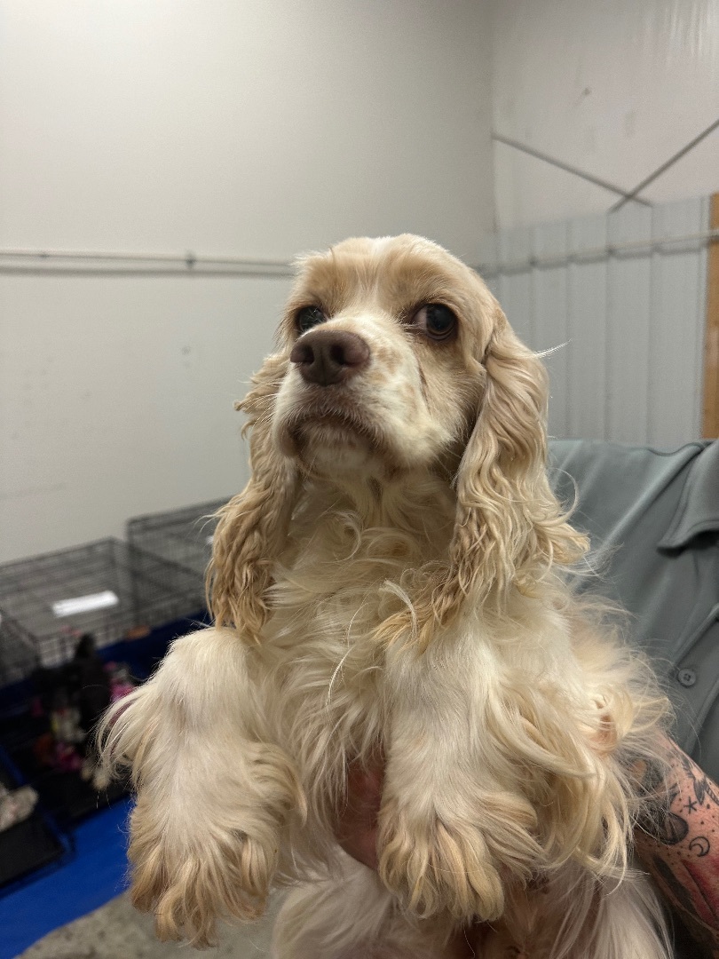 Petfinder store cocker spaniel