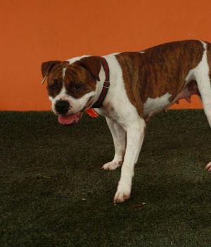 LORRAINE American Bulldog Dog