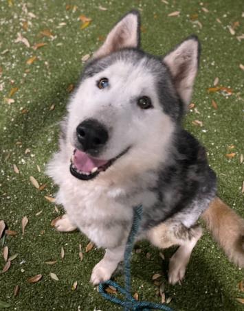 Dog for adoption - OLIVER, a Siberian Husky Mix in Austin, TX | Petfinder