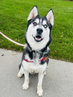 Meet Santi the one-year-old Siberian Husky mix with an insatiable appetite for food and an undying 