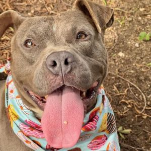 Meet Slate the playful and goofy 1-year-old bluegray Pitbull mix His vibrant personality and slee