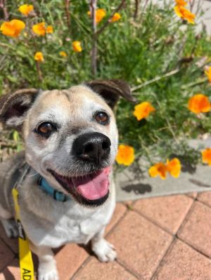 Meet Desi the charming 9-year-old Beagle mix with a heart full of love and a preference for the fin