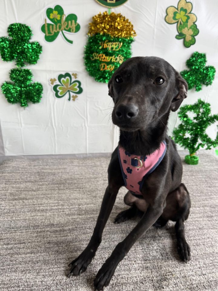 Dog for adoption - Clouds, a McNab & Labrador Retriever Mix in San Jose ...