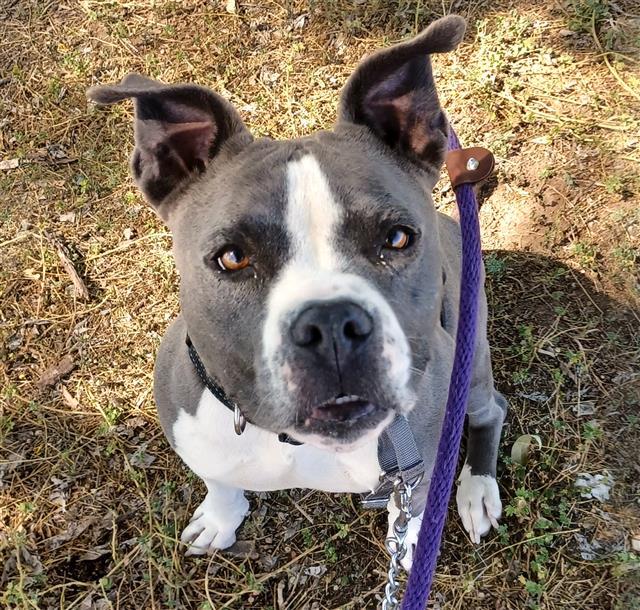 ELLA