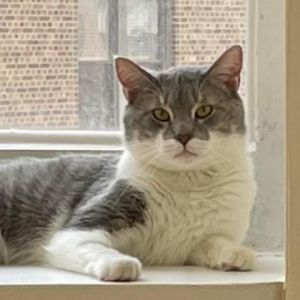 Meet Roscoe This handsome grey and white tabby boy is 4-years old Like all cats and kittens he wi