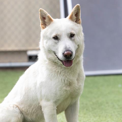 Jindo sales akita mix