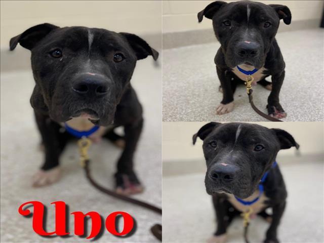 UNO, an adoptable Pit Bull Terrier, Mixed Breed in Saginaw, MI, 48602 | Photo Image 1