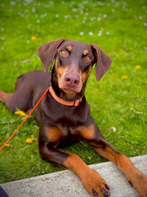 Meet Maisie This beautiful rust doberman is quite a looker We think shes around 10-12 months old