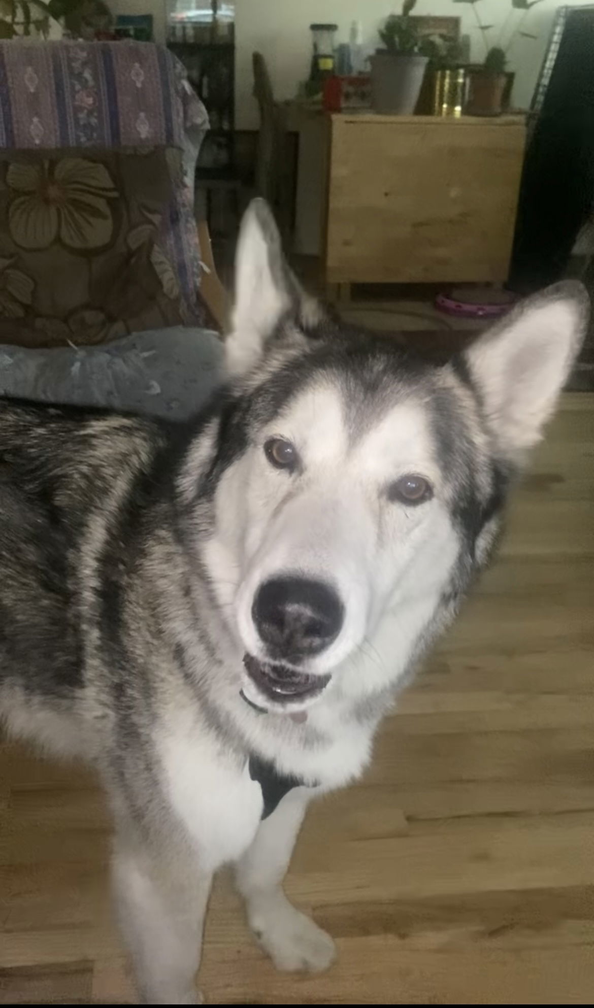 Crossbone, an adoptable Husky in Salt Lake City, UT, 84171 | Photo Image 1