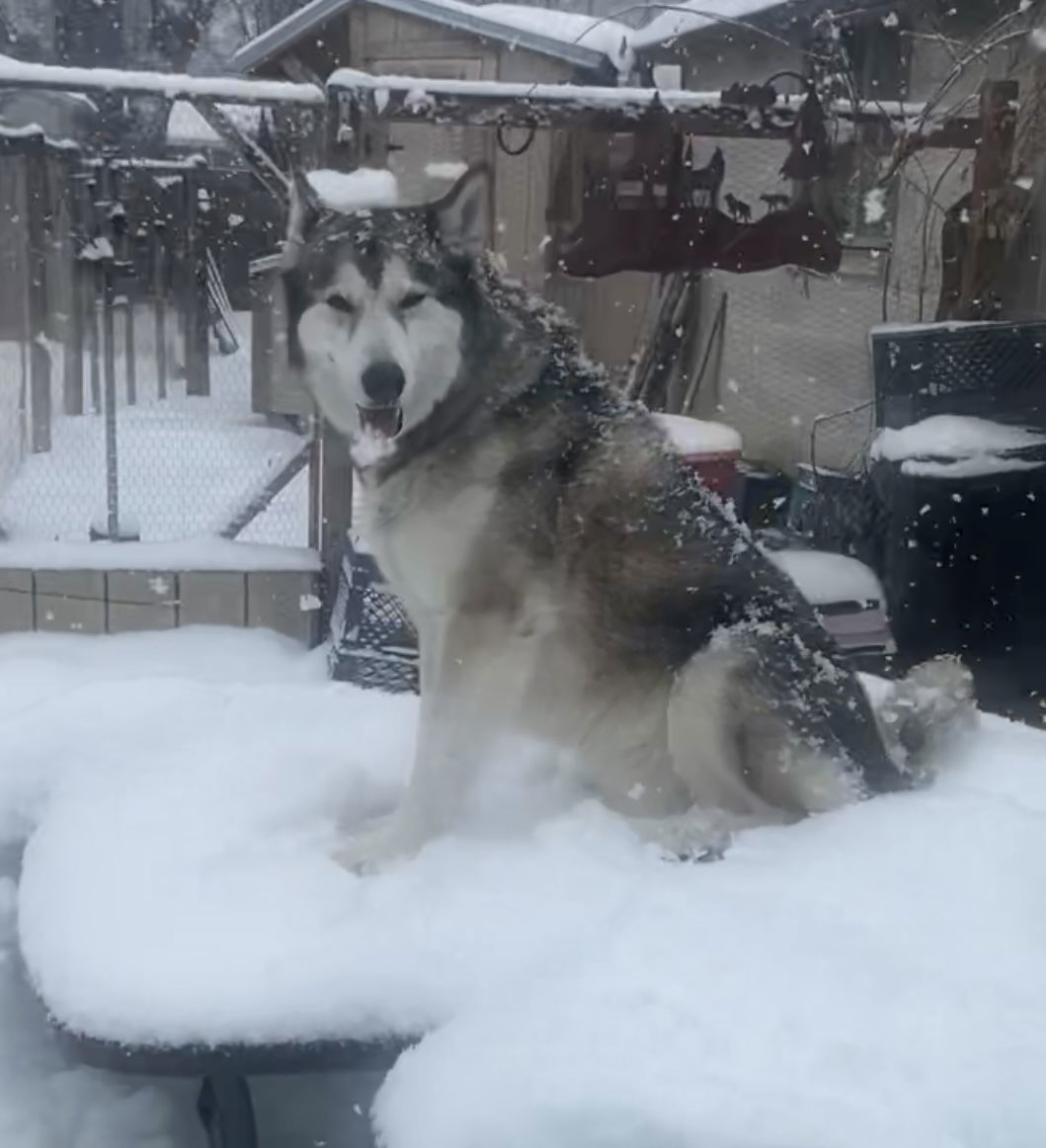 Crossbone, an adoptable Husky in Salt Lake City, UT, 84171 | Photo Image 2