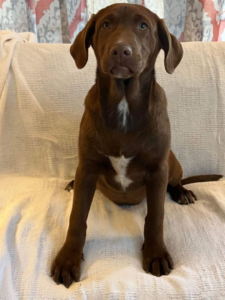 Chocolate lab hotsell mix puppy