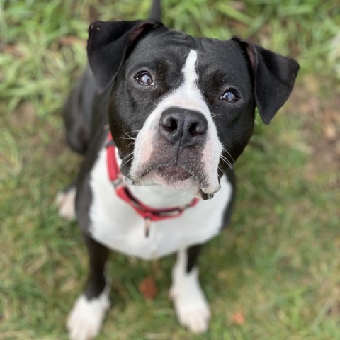 Beatrix, an adoptable American Bulldog in Decorah, IA, 52101 | Photo Image 1