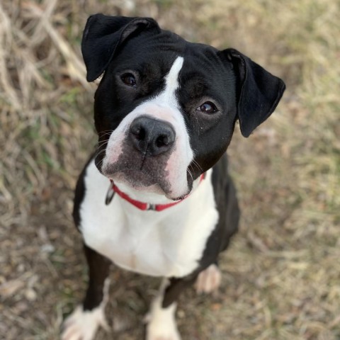 Beatrix, an adoptable American Bulldog in Decorah, IA, 52101 | Photo Image 2