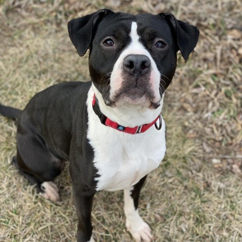 Beatrix, an adoptable American Bulldog in Decorah, IA, 52101 | Photo Image 2