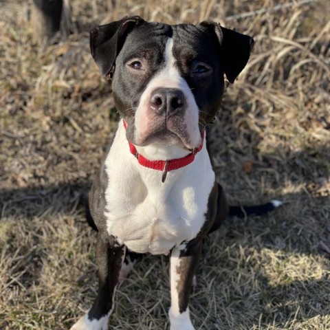 Beatrix, an adoptable American Bulldog in Decorah, IA, 52101 | Photo Image 2