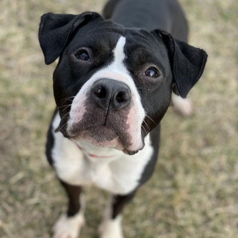 Beatrix, an adoptable American Bulldog in Decorah, IA, 52101 | Photo Image 3