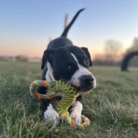 Beatrix, an adoptable American Bulldog in Decorah, IA, 52101 | Photo Image 4