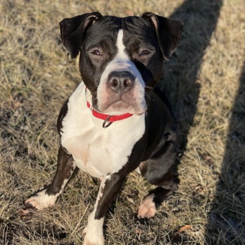 Beatrix, an adoptable American Bulldog in Decorah, IA, 52101 | Photo Image 5