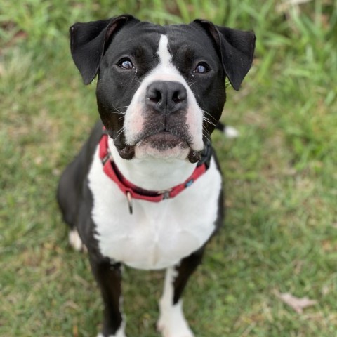 Beatrix, an adoptable American Bulldog in Decorah, IA, 52101 | Photo Image 5