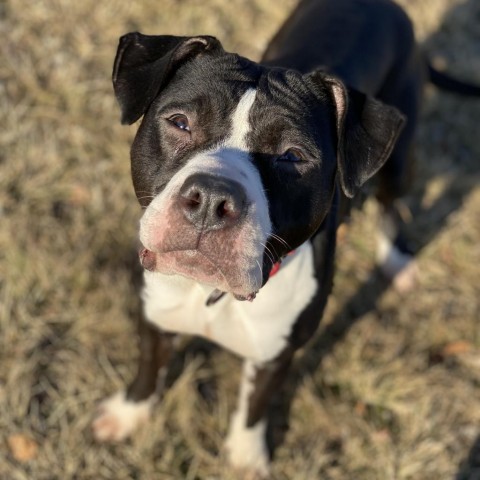 Beatrix, an adoptable American Bulldog in Decorah, IA, 52101 | Photo Image 6