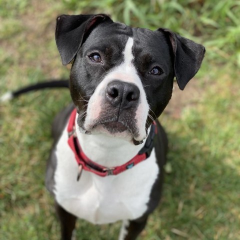 Beatrix, an adoptable American Bulldog in Decorah, IA, 52101 | Photo Image 6