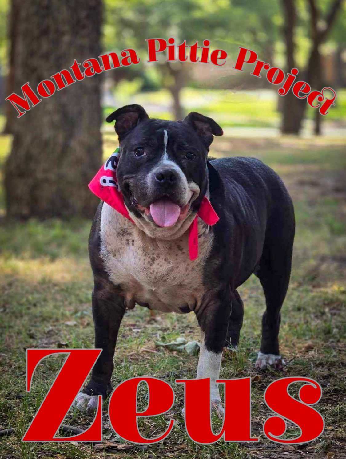 Zeus, an adoptable Pit Bull Terrier in Arlee, MT, 59821 | Photo Image 1